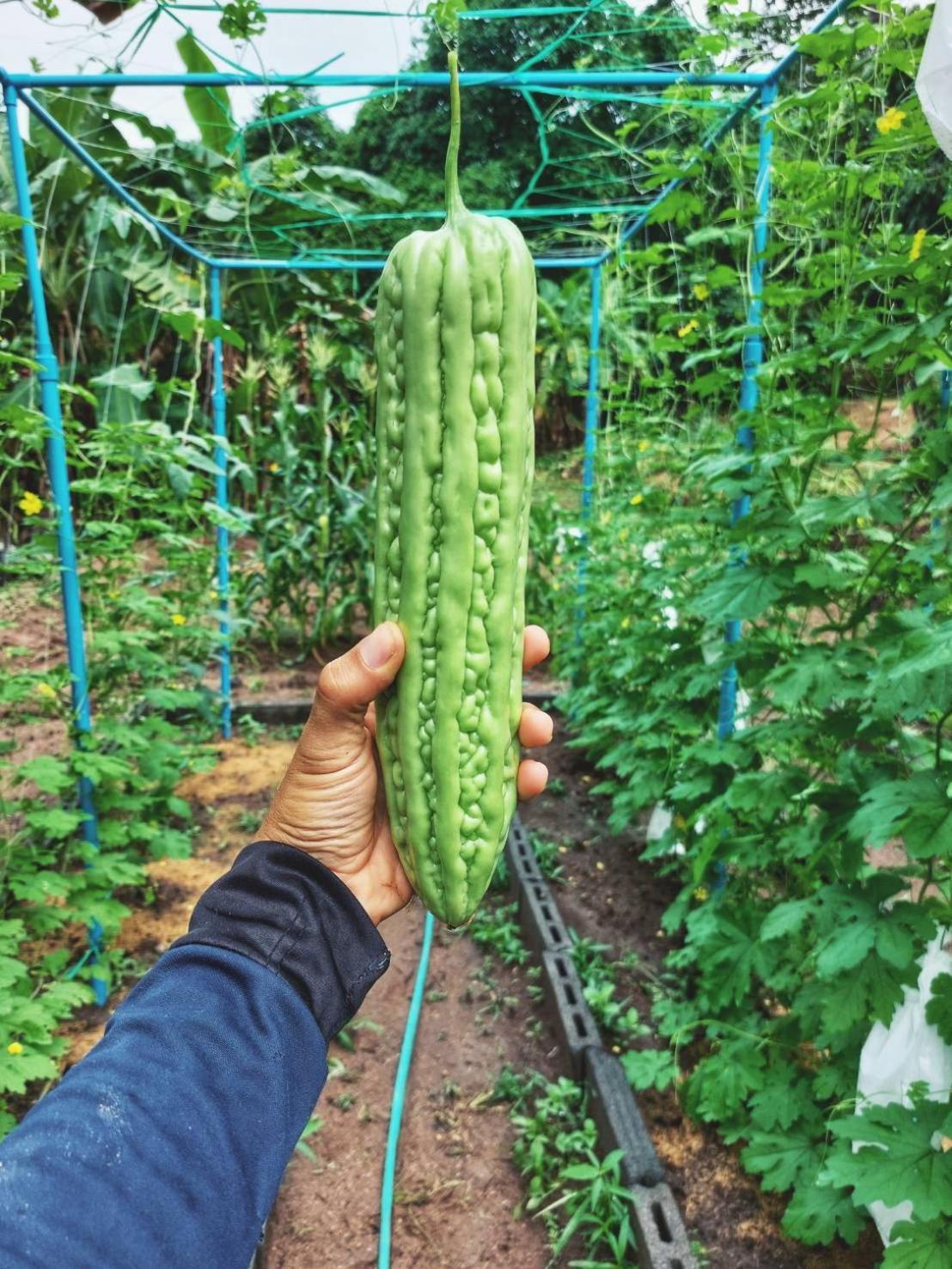 Samui Camping Farm แหลมสอ ภายนอก รูปภาพ